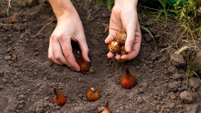 Bulb Planting - Kingswood Way, Great Denham